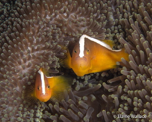 Curiosity!  2 eastern skunk anemone fish. by Elaine Wallace 